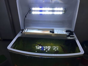 鱼缸除臭除腥味除去水黄活性炭
