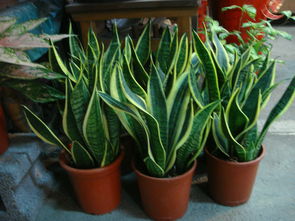 活性炭用了三年了还有效果吗