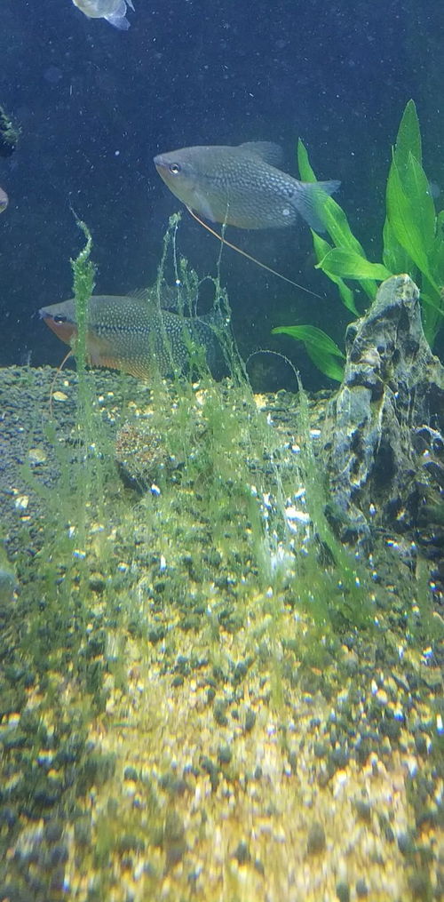 鱼缸为什么不建议放活性炭