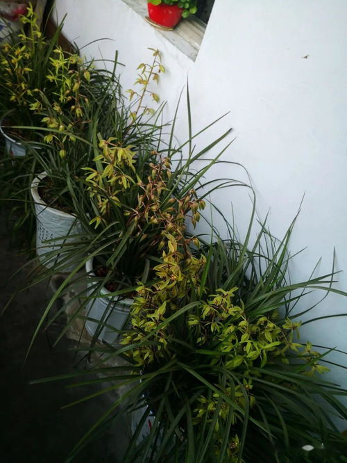 用过了的活性炭可以种菜吗