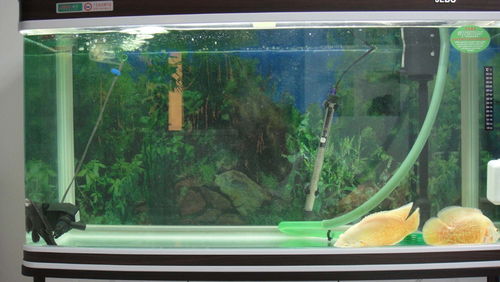 活性炭放鱼缸里水变黑了怎么办