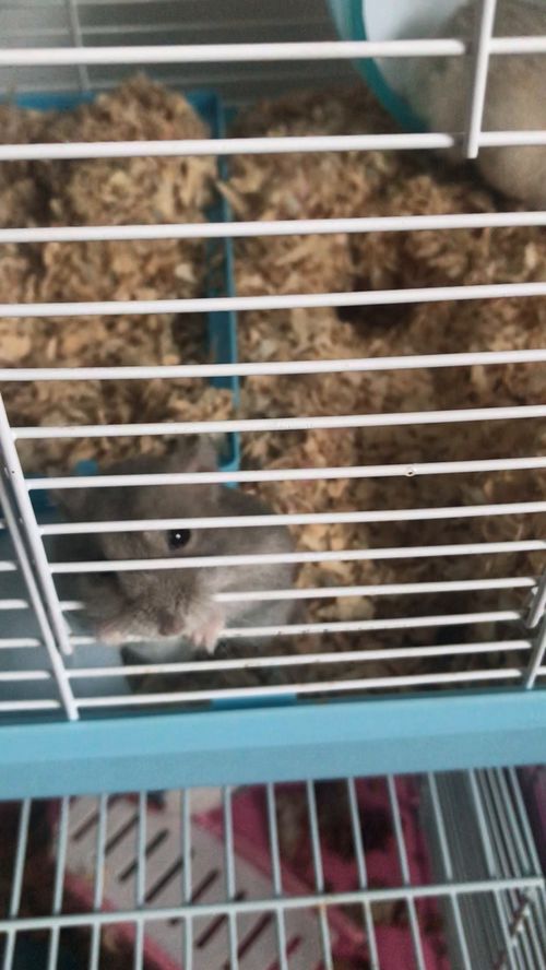 仓鼠用活性炭好吗