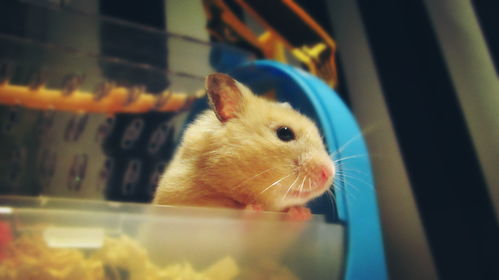 活性炭能长期放在鱼缸里吗