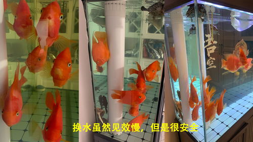 去除鱼缸黄水活性炭好还是蛋白棉好