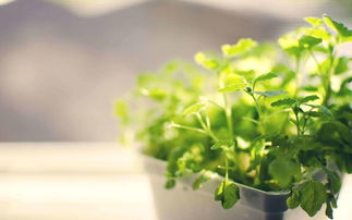 记录植物的生长可以用什么记录