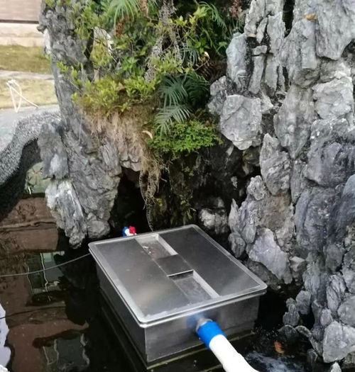 养锦鲤一天过滤棉就堵了