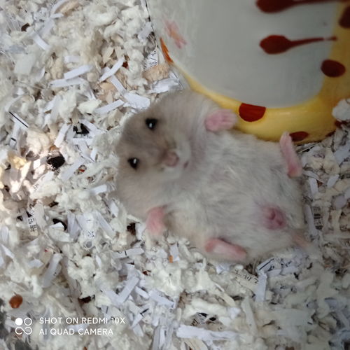仓鼠尿沙可以代替木屑吗