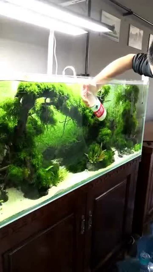 鱼缸加活性炭的正确使用方法