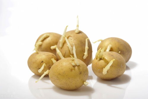 马铃薯中毒用活性炭
