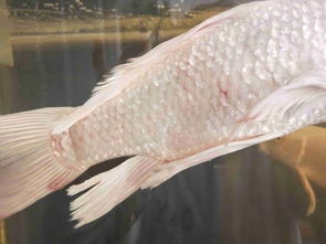 蝴蝶鲤用活性炭