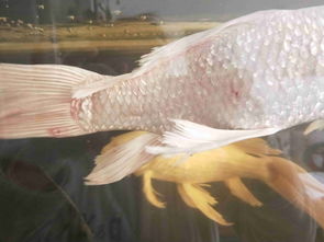 球体台湾蝴蝶鲤用不用加温