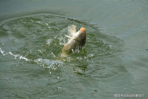 活性炭放到鱼缸里对鱼有坏处吗