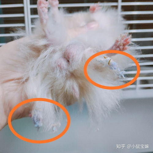 金丝熊用活性炭尿沙