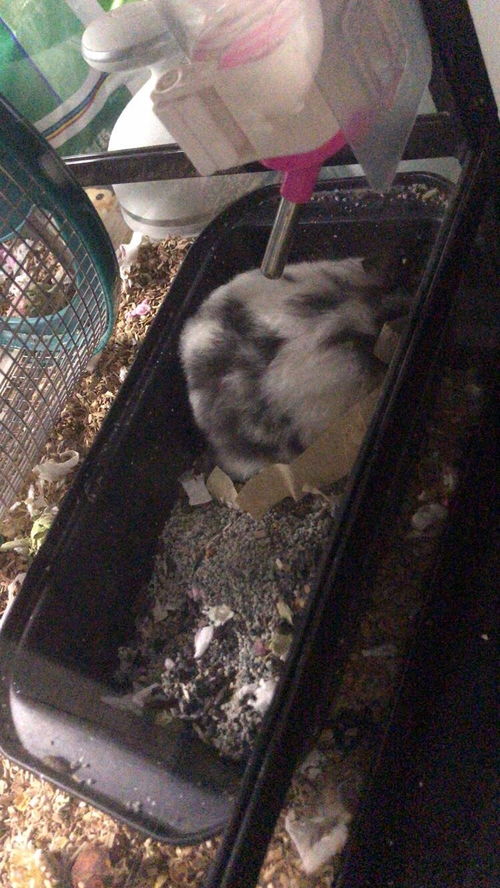 金丝熊没有尿沙有什么能替代