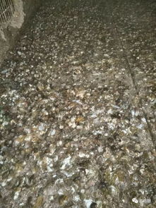 鸡肠道用活性炭
