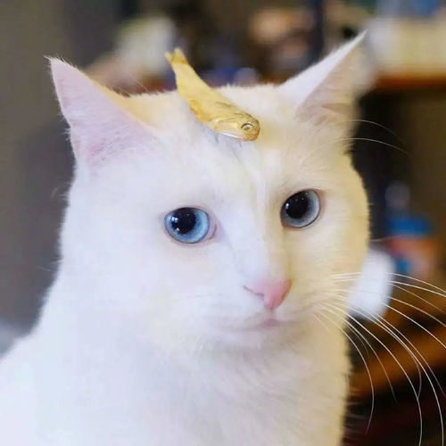 猫能用活性炭么知乎