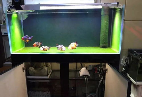 底滤鱼缸一直用活性炭吗