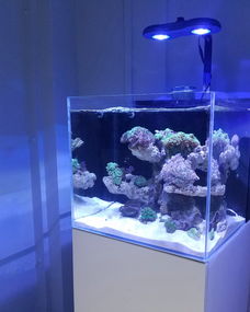 活性炭可以直接放入鱼缸吗