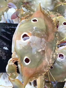 养海鲜用活性炭
