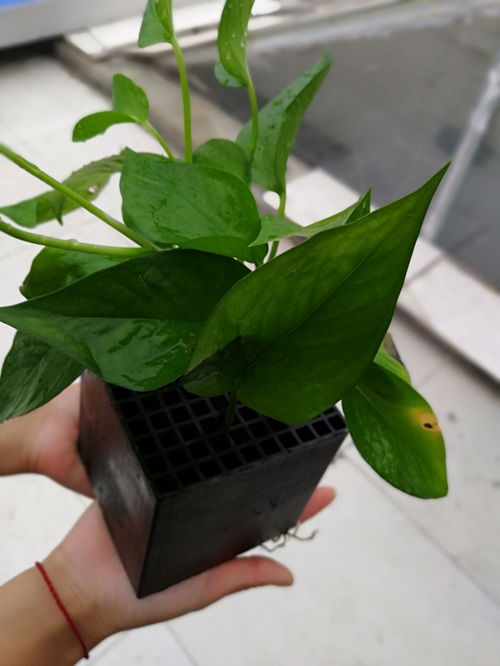 工业活性炭价格多少一吨