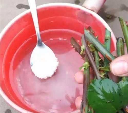 自制生根剂不用活性炭