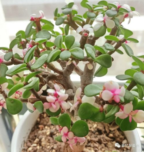 自制生根剂的9种方法