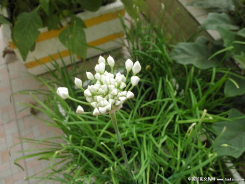 用活性炭种石斛