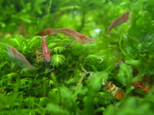 虾缸能用活性炭吗吗