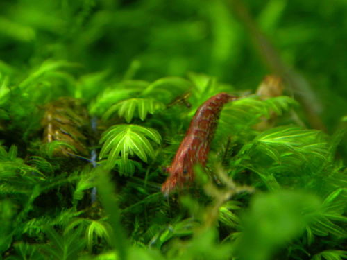 鱼缸活性炭怎么清洗才能把黑洗掉