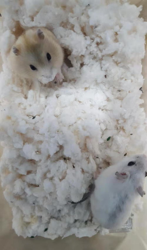 仓鼠可以用活性炭吗有害吗