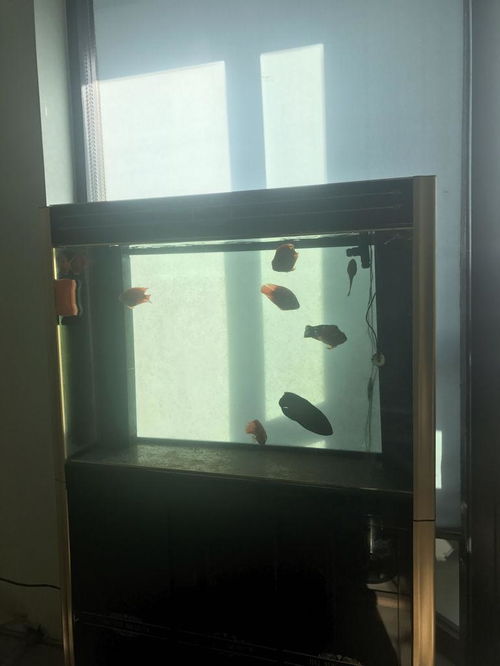 活性炭能去除鱼缸里的绿藻吗