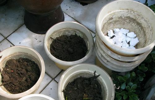 花盆垫底用木炭还是用陶粒好