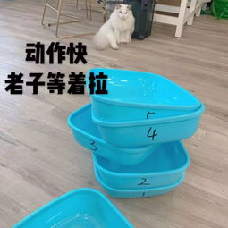 猫砂活性炭和原味的哪种好