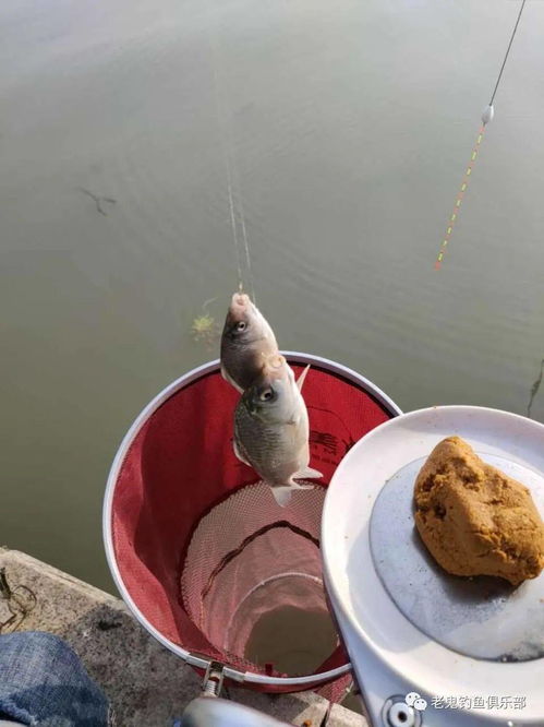 鱼缸里放活性炭对鱼好不好呀