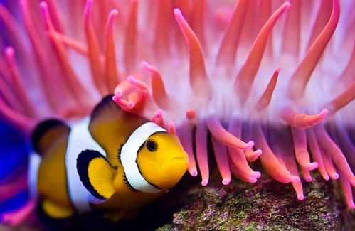 鱼缸里放活性炭对鱼好不好呀