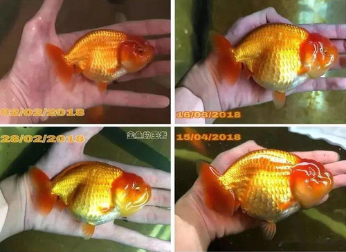 活性炭放鱼缸里对鱼有没有危害