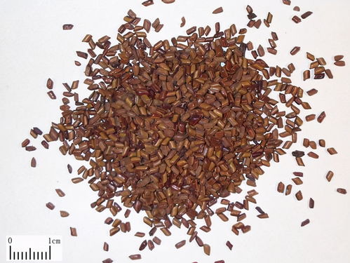 甲醛可以用活性炭吸附吗