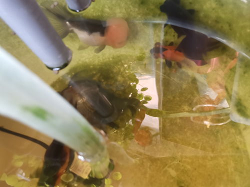 活性炭养鱼有什么好处