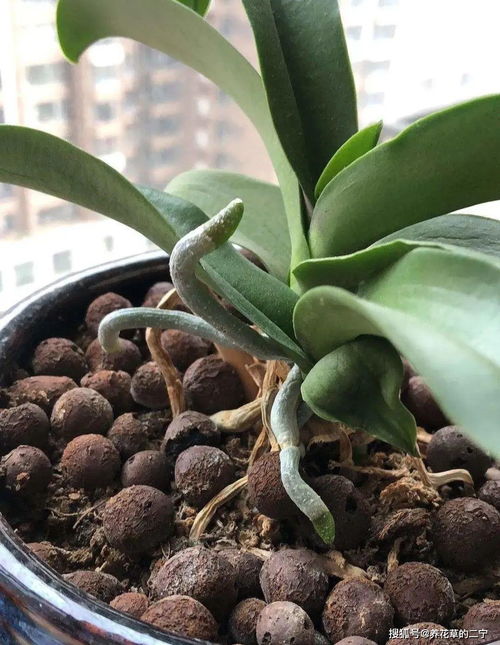 用活性炭粒养蝴蝶兰