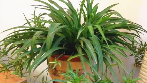 吊兰用活性炭好吗