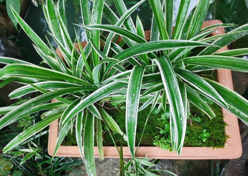 活性炭可以和绿萝放在一起吗