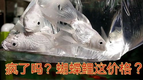 蝴蝶鲤用活性炭可以吗