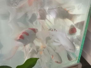 养蝴蝶鲤鱼缸是不是经常需要加盐