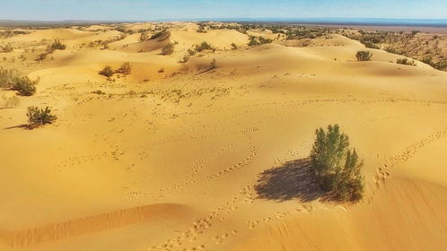 沙漠治理用活性炭