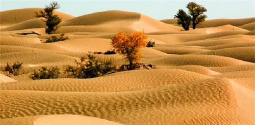 沙漠治理最好的是哪三个
