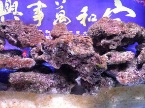 爆藻鱼缸可以用活性炭吗