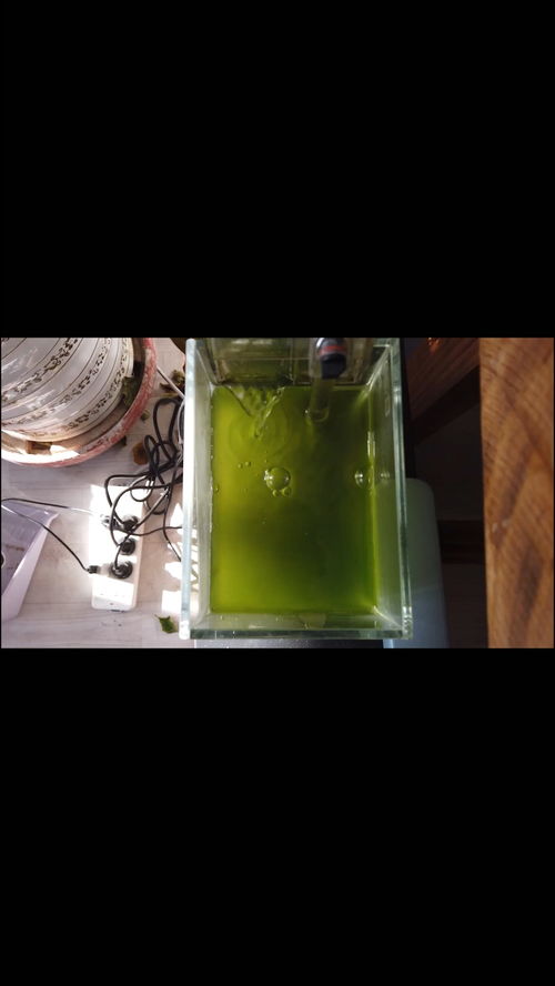 鱼缸爆藻用AT3灯好吗