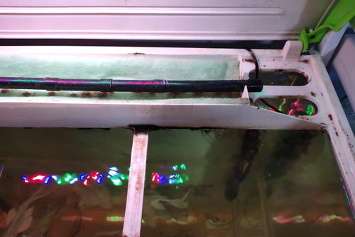 鱼缸滤材用活性炭好不好