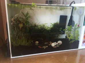 活性炭放鱼缸里水变黑了怎么办