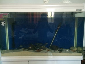 活性炭可以直接放入鱼缸吗